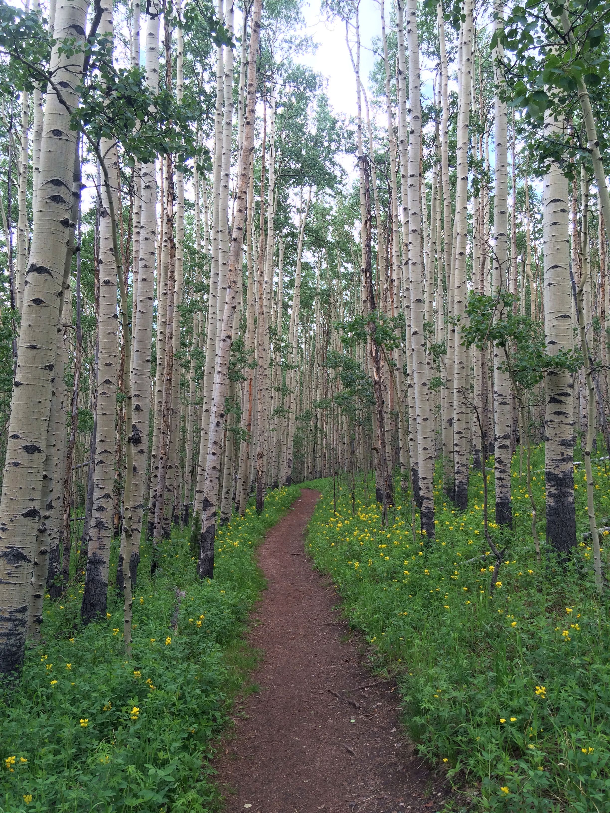 The Colorado Trail – Part 1 – Never the Same Trail Twice